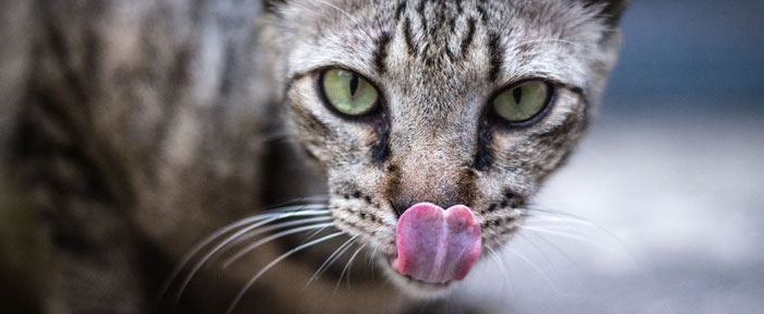 Post-2-half-images-3 cat not eating much but acting normal