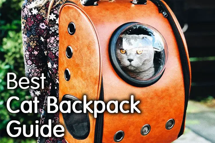 best cat backpack