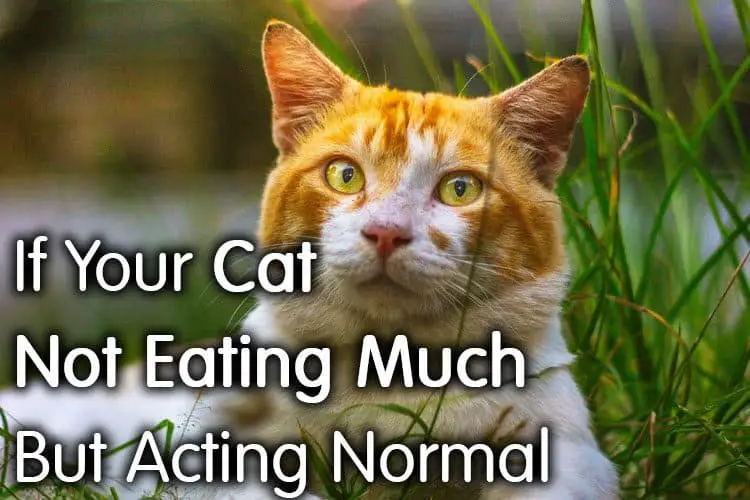 Cat Not Eating Much But Acting Normal Uk Cat Meme Stock Pictures and