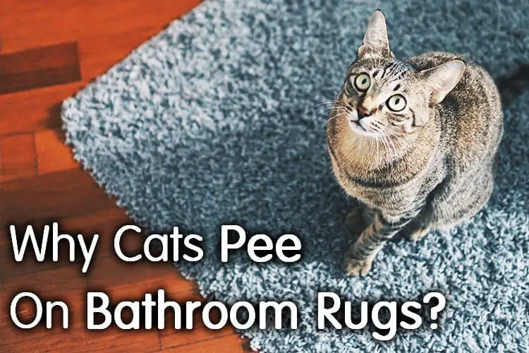 why does my cat pee on the bath mat