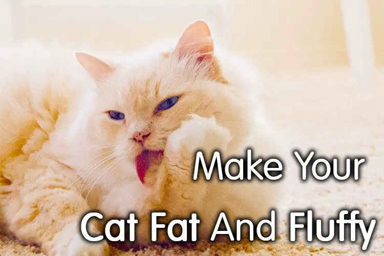 fat fluffy kittens