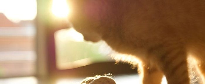 Post-11-half-images-3 What can be the causes of a sensitive stomach in cats
