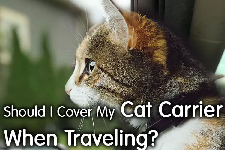 Should I Cover My Cat Carrier When Traveling? Decide It Properly