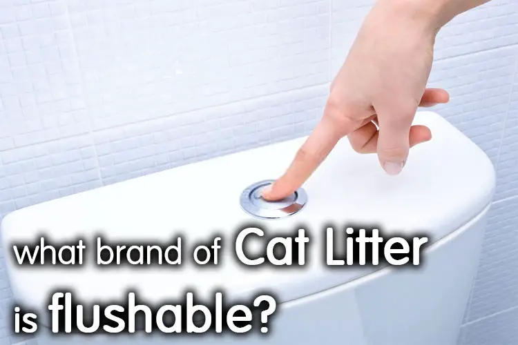 What Brand Of Cat Litter Is Flushable? | ECO Friendly
