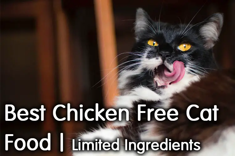 best cat food without chicken