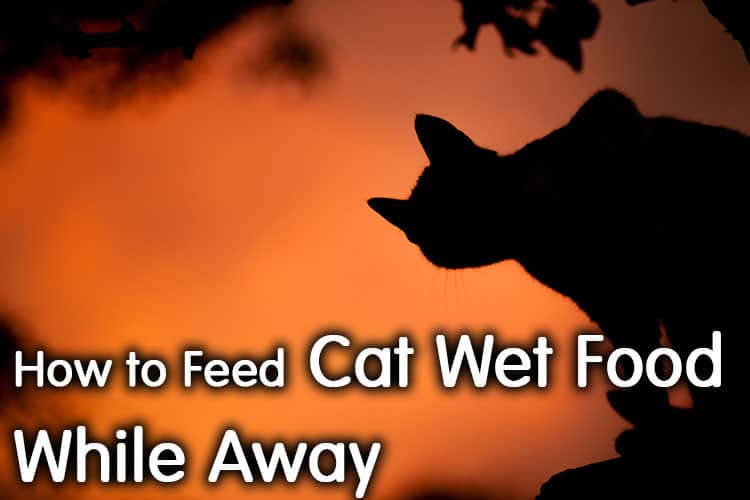 How To Feed Cat Wet Food While Away – Best Guide