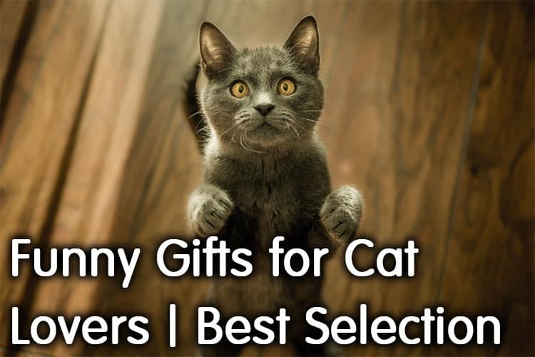 Funny Gifts For Cat Lovers | Best Selection For 2020