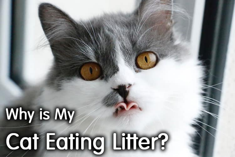  Why  Is My  Cat  Eating  Litter  Complete Guide Walk With Cat 
