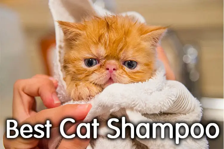 best cat shampoo for allergies