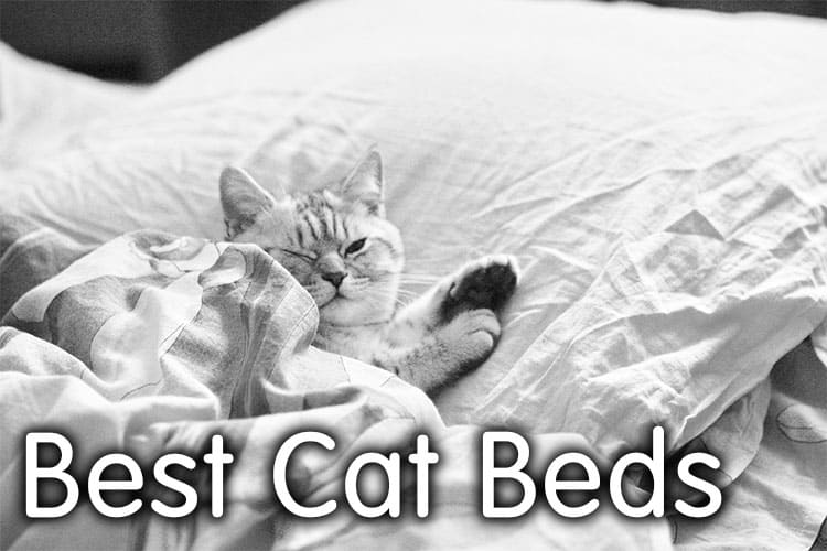 The Best Cat Beds Review 2020 | Definitive Guide