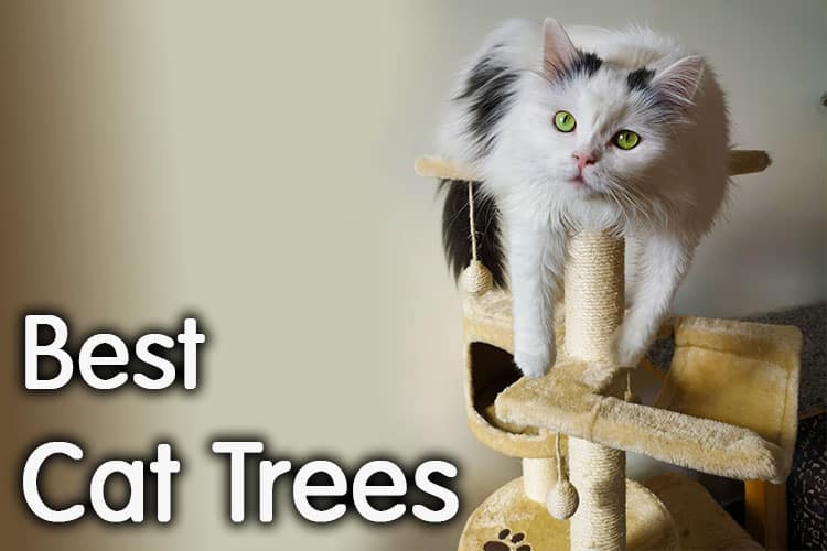 The Best Cat Trees Review 2020 | Way To Happy Cat