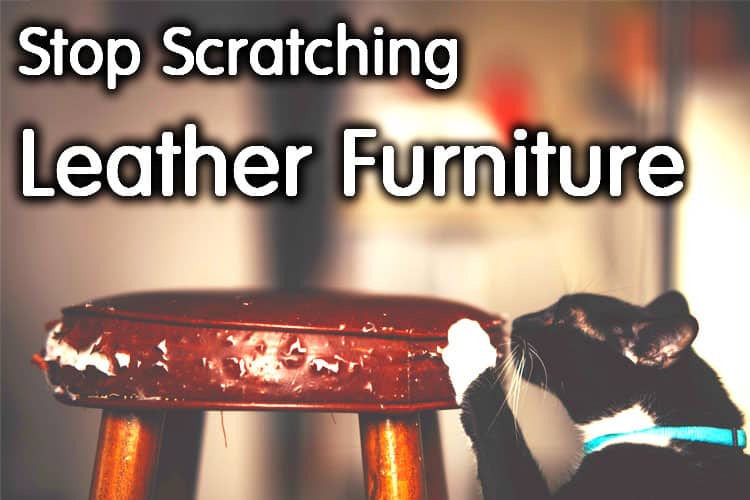 Cats From Scratching Leather Furniture, Keep Cat Off Leather Couch