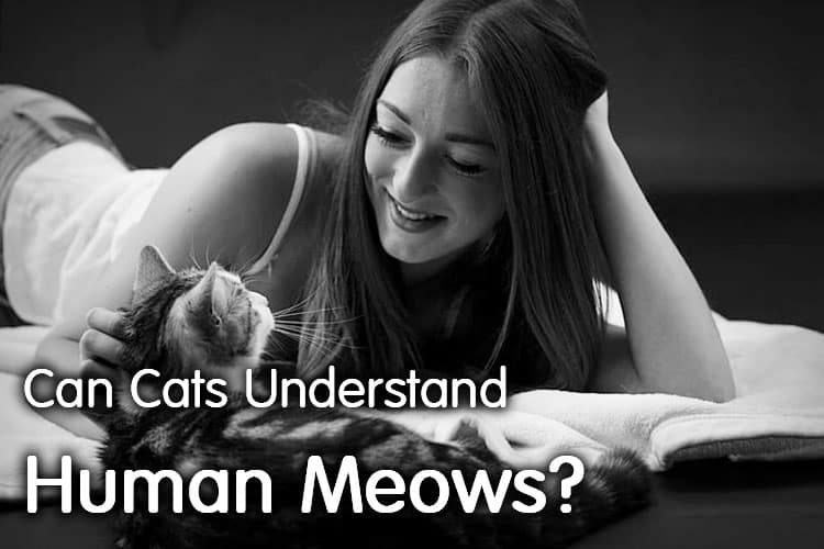 Can Cats Understand Human Meows? Well, It Depends