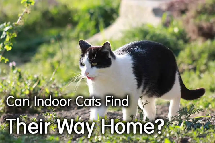 Can Indoor Cats Find Their Way Home? Intersting Facts WalkWithCat