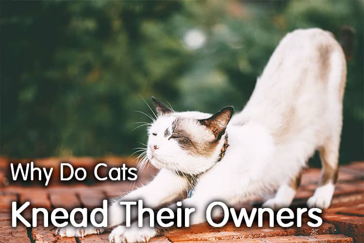 Why Do Cats Knead Their Owners? Secret Revealed – WalkWithCat