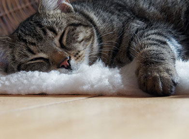 cat-sleep-on-mat