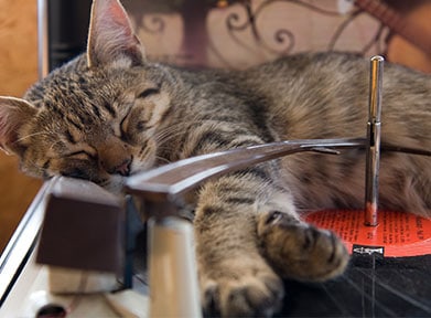 cat-sleep-on-table