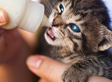 kitten-kneading-while-drinking-milk-from-mom
