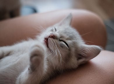 kitten-sleep-on-owner-lap