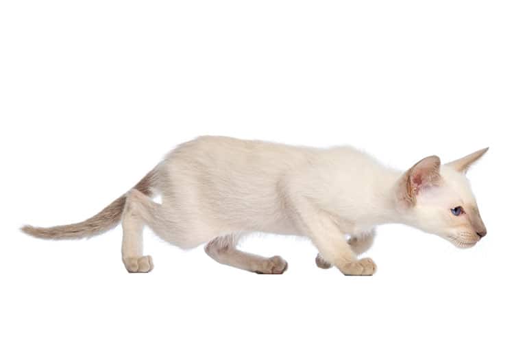 Oriental-Shorthair-cat
