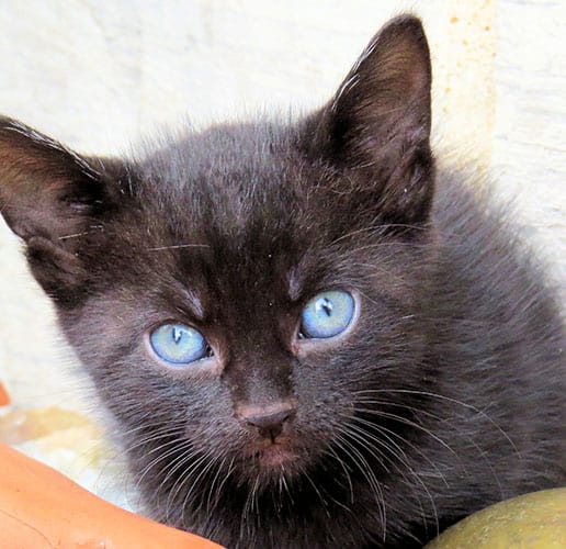 black kitten with blue eyes