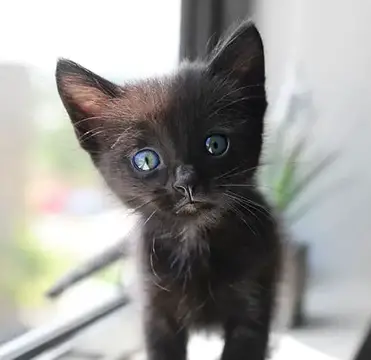 Black Kitten With Blue Eyes Do Not Get Close To Them Walkwithcat