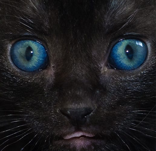 black fluffy kitten with blue eyes