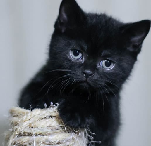 new born black kitten with blue eyes
