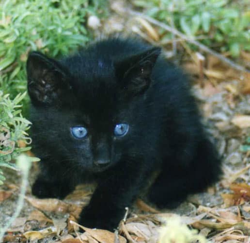 black feline with light blue eyes