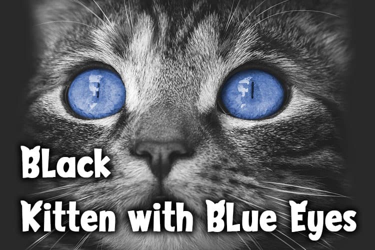 37++ Do black kittens keep their blue eyes Funny Cats