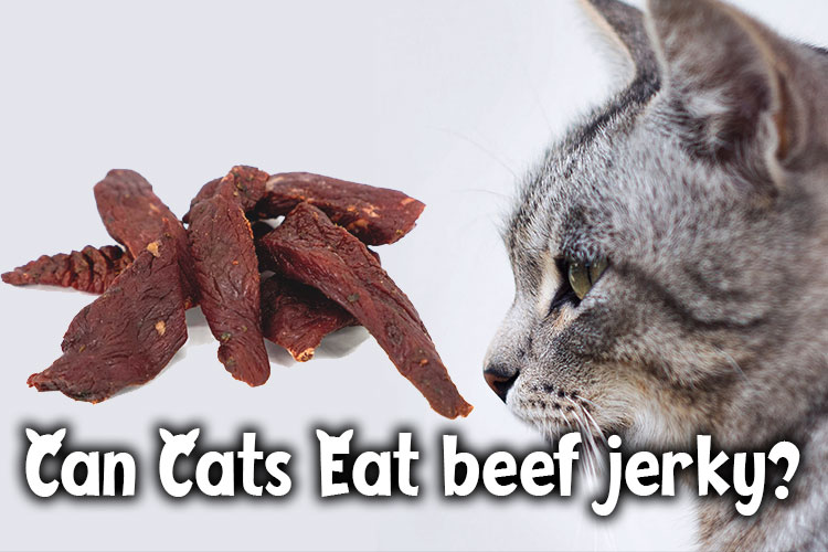 34 Top Pictures Can Cats Eat Steak Sauce / Can Cats Eat Steak What You