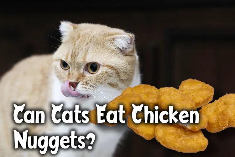can cats eat chicken nuggets