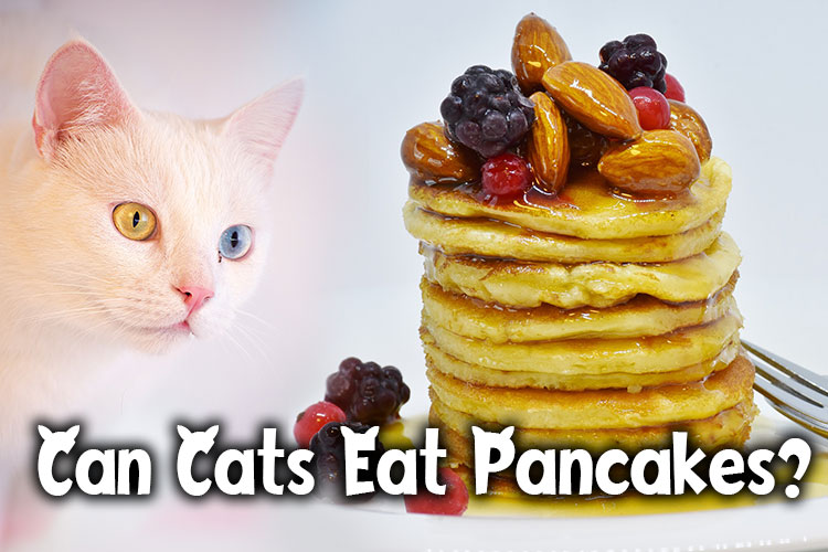 Can Cats Eat Pancakes? Detailed Review - WalkWithCat