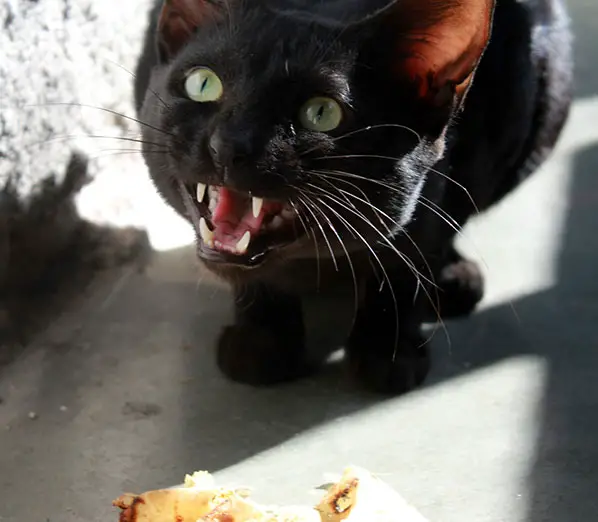 cat asking for pancakes