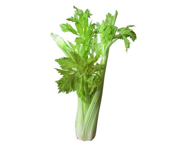 celery for cats and kittens