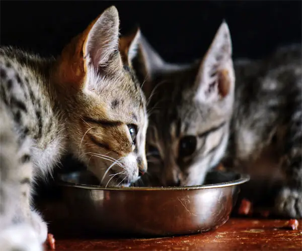 How much-canned food should a 12-pound cat eat