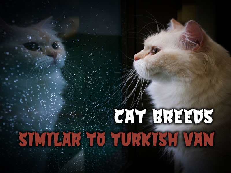What cat breeds look similar to the Turkish Van?