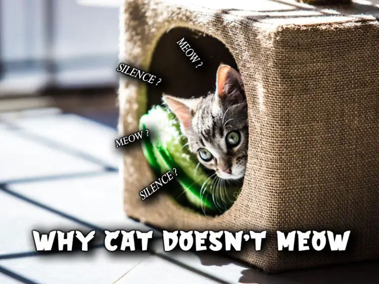 Why Cat Doesn t Meow 7 Reasons You Never Knew Walk With Cat