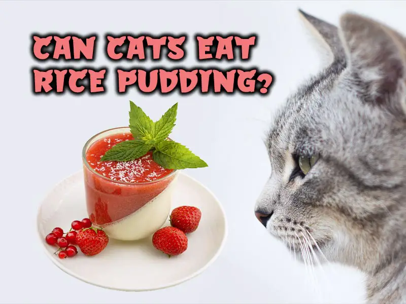 Can Cats Eat Rice Pudding? WalkWithCat