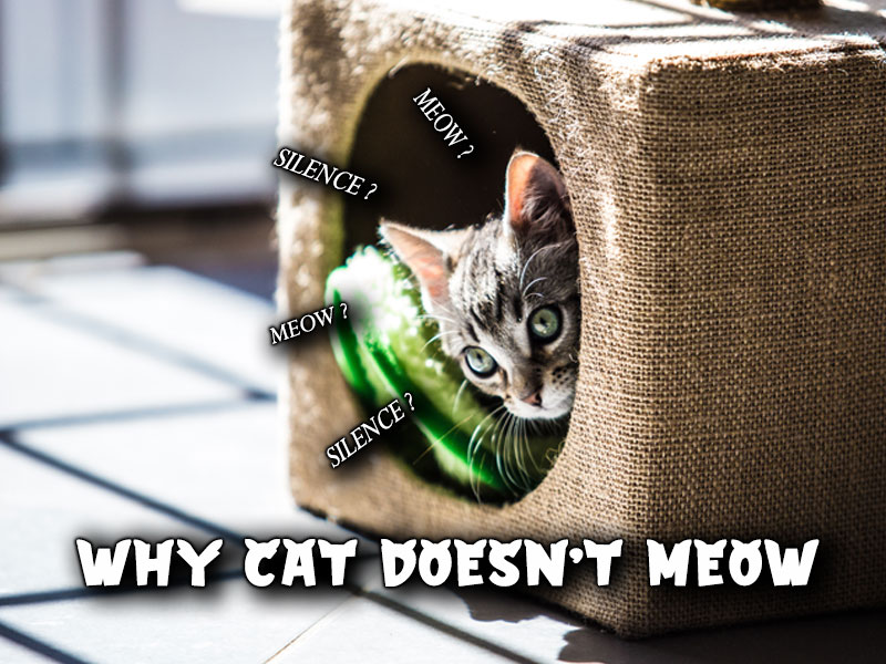 Why Cat Doesn’t Meow: 7 Reasons You Never Knew