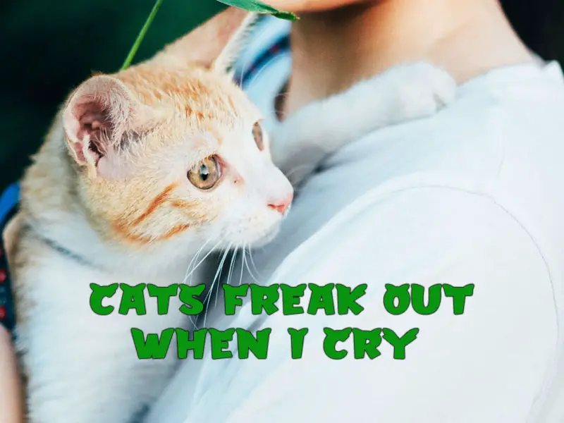 Why does my cat freak out when I cry