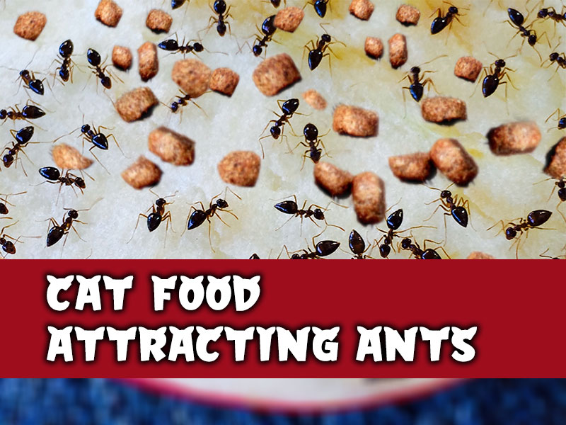 Why Is My Cat Food Attracting Ants