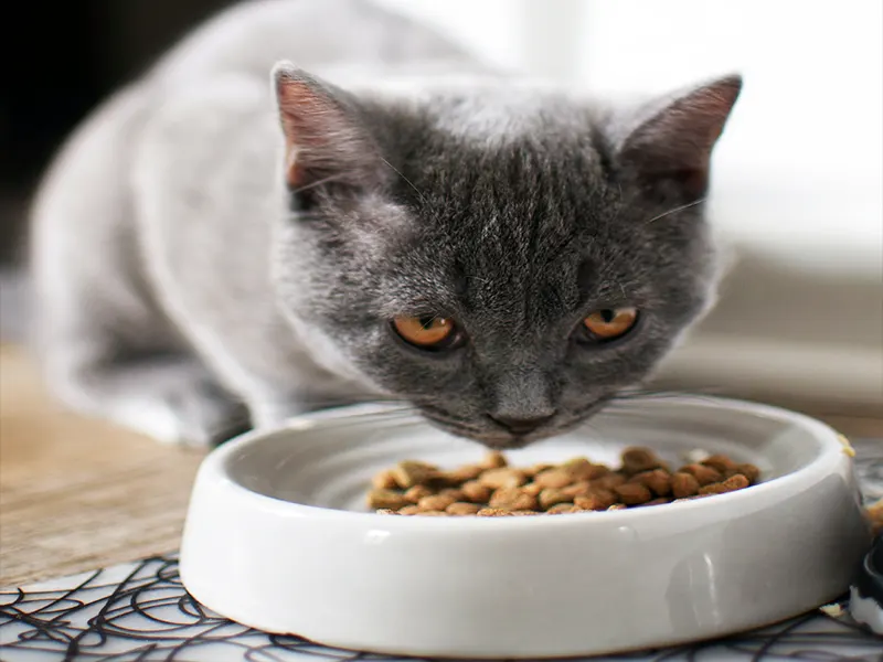 Do Cats Get Tired of Eating the Same Food