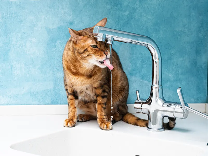 Can a Cat Drink Too Much Water?