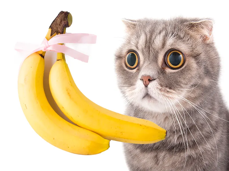 Why Are Cats Scared of Bananas?
