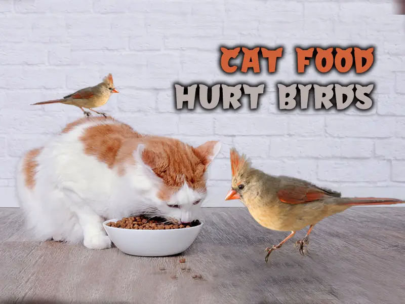 Will Cat Food Hurt Birds