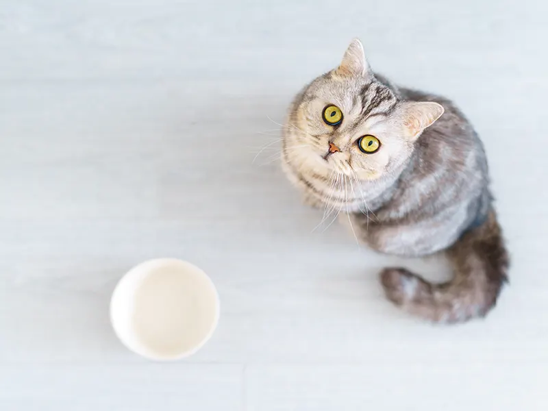 Can You Eat Cat Food?