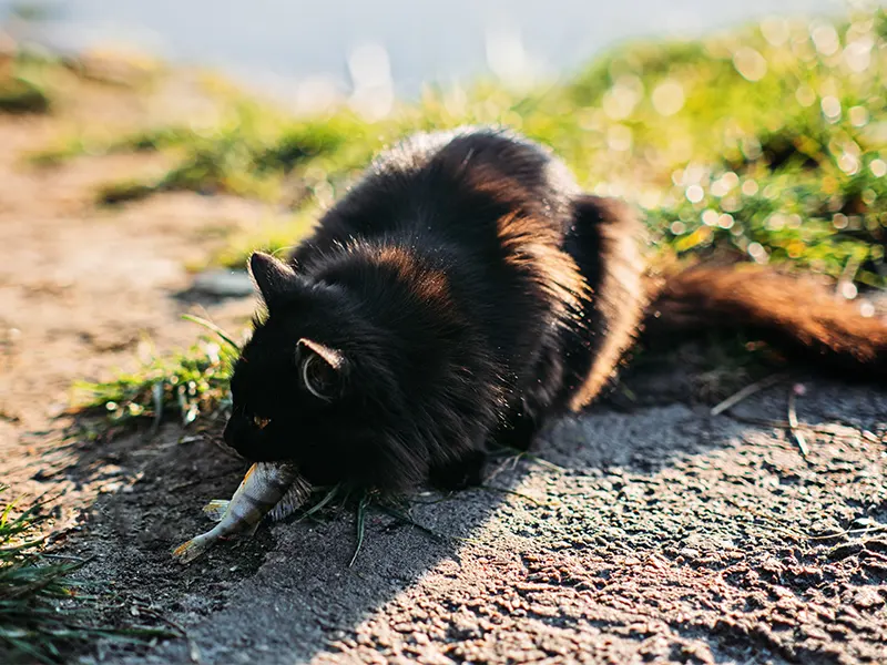 Do Cats Eat Bugs Or Just Kill Them