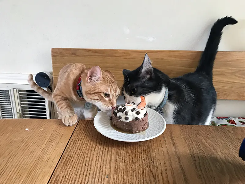 Why do my cats eat cake