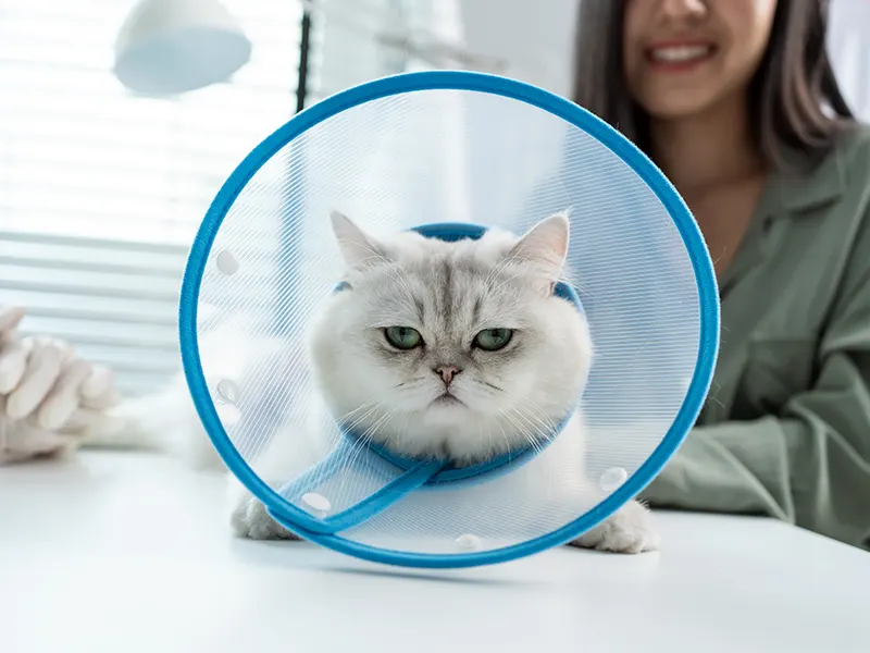 Can cats eat and drink with a cone on